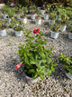 Hibiscus rosa-sinensis Hot Shot™