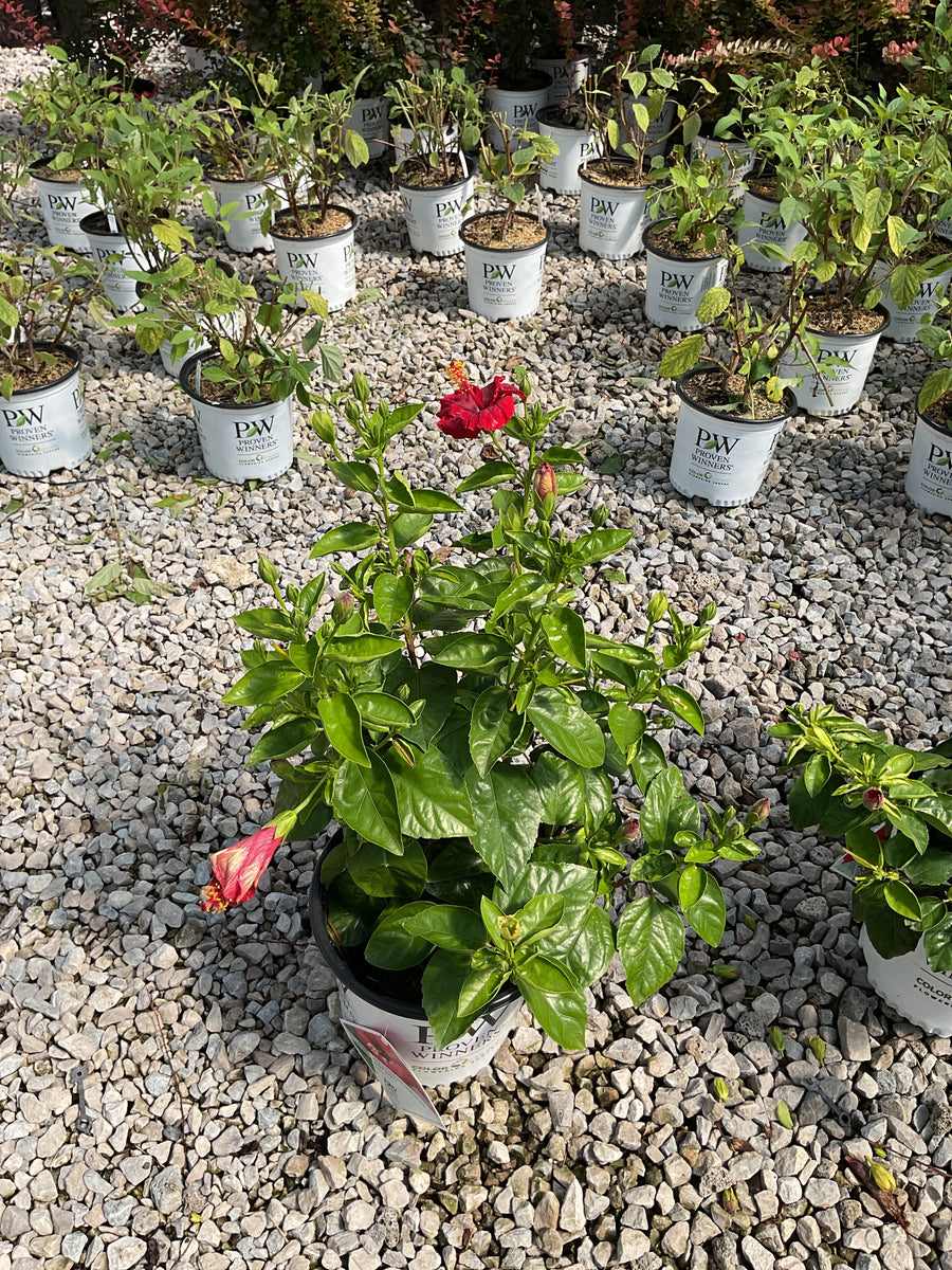 Hibiscus rosa-sinensis Hot Shot™ â€” G2  PW