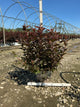 Physocarpus O 'Ginger Wine'
