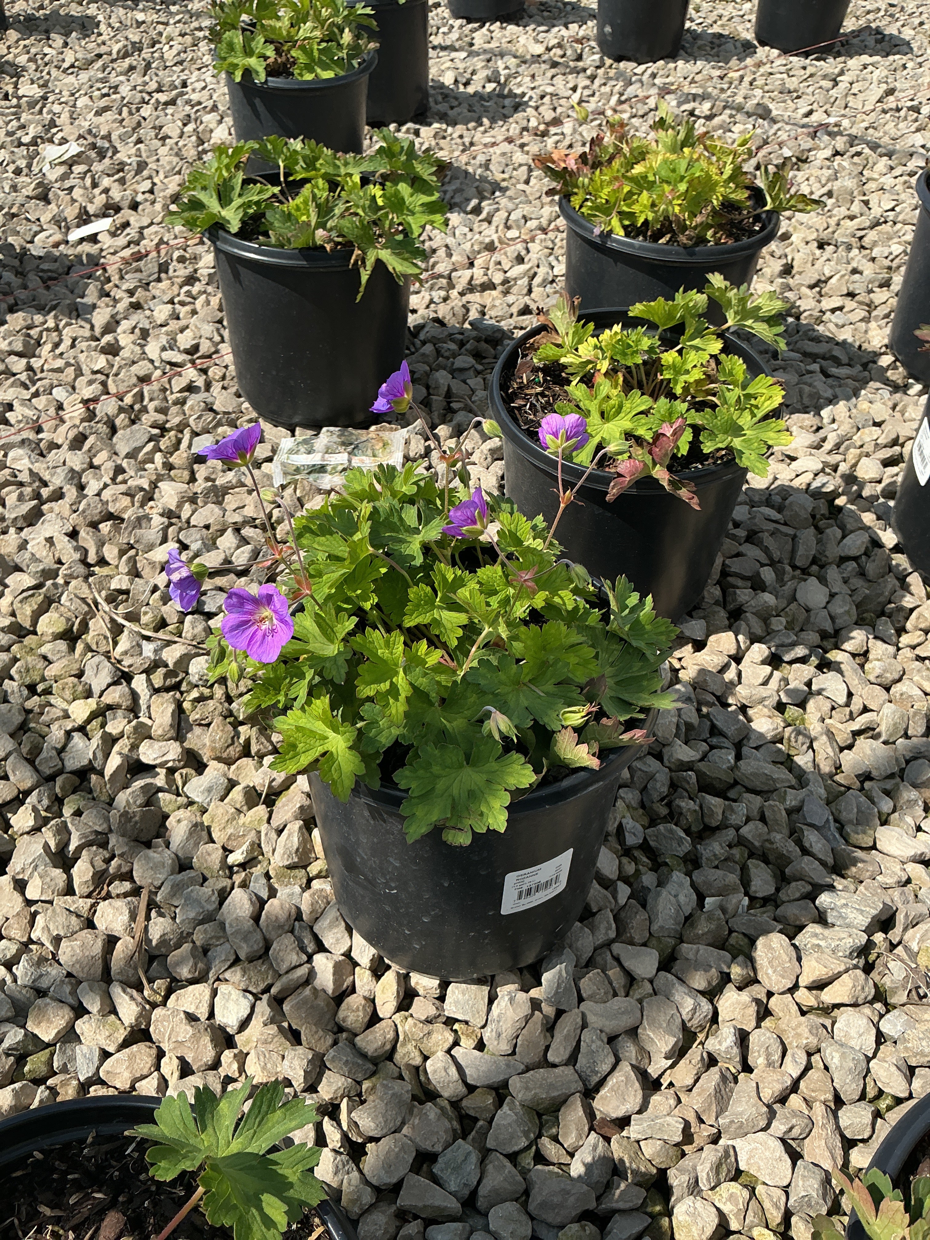 Geranium x 'Rozanne'