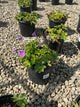 Geranium x 'Rozanne'