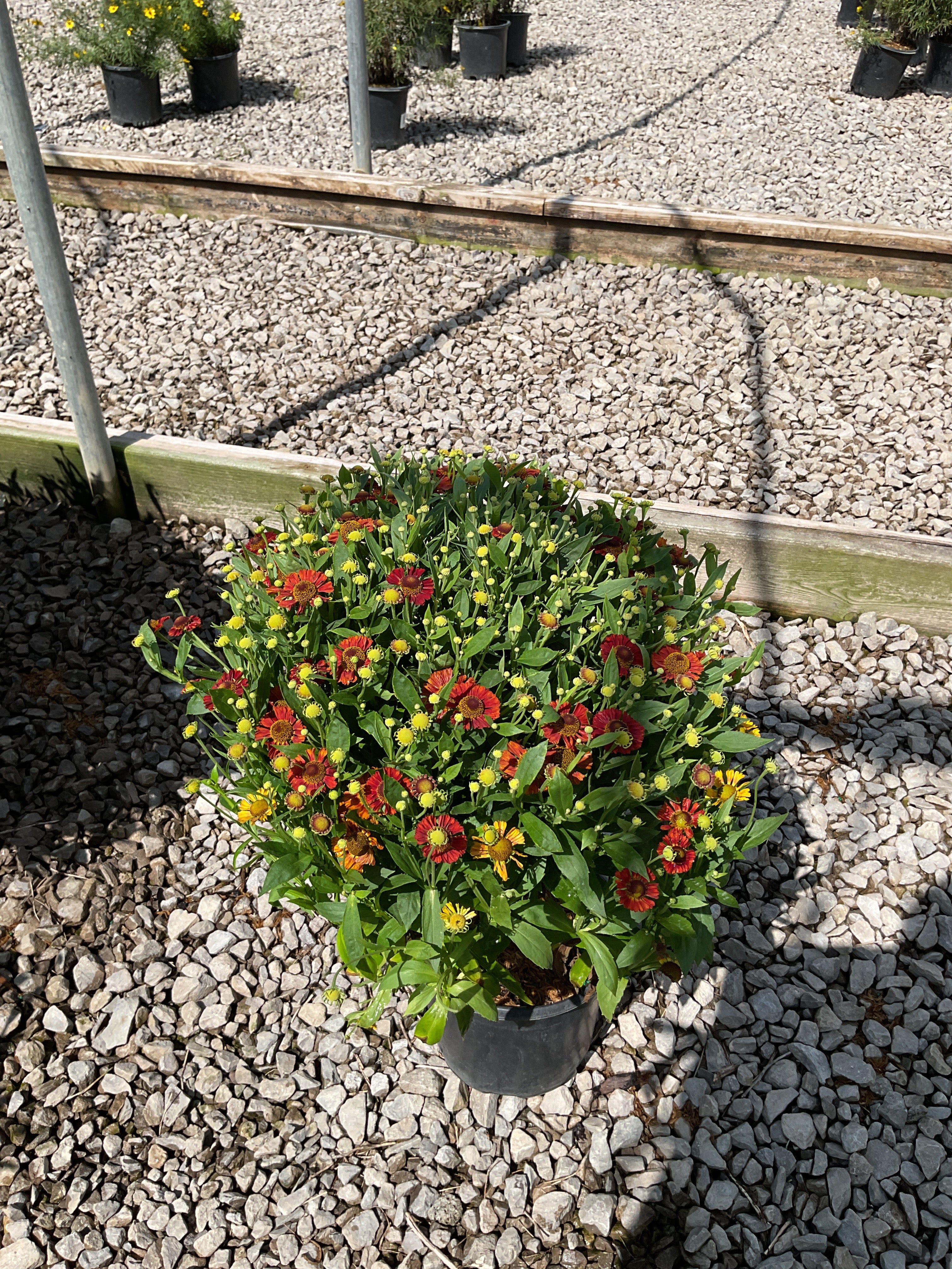 Helenium 'Mariachi Salsa'
