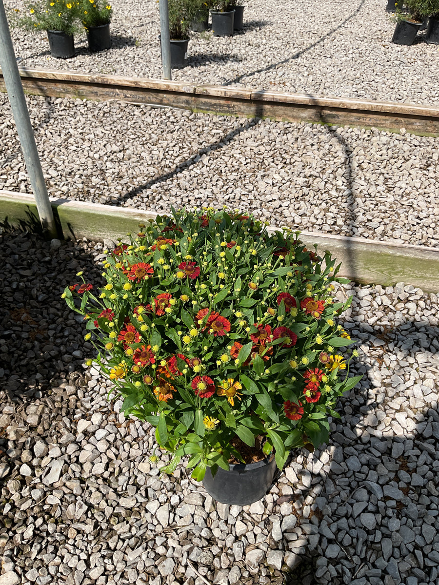 Helenium 'Mariachi Salsa' â€” G1