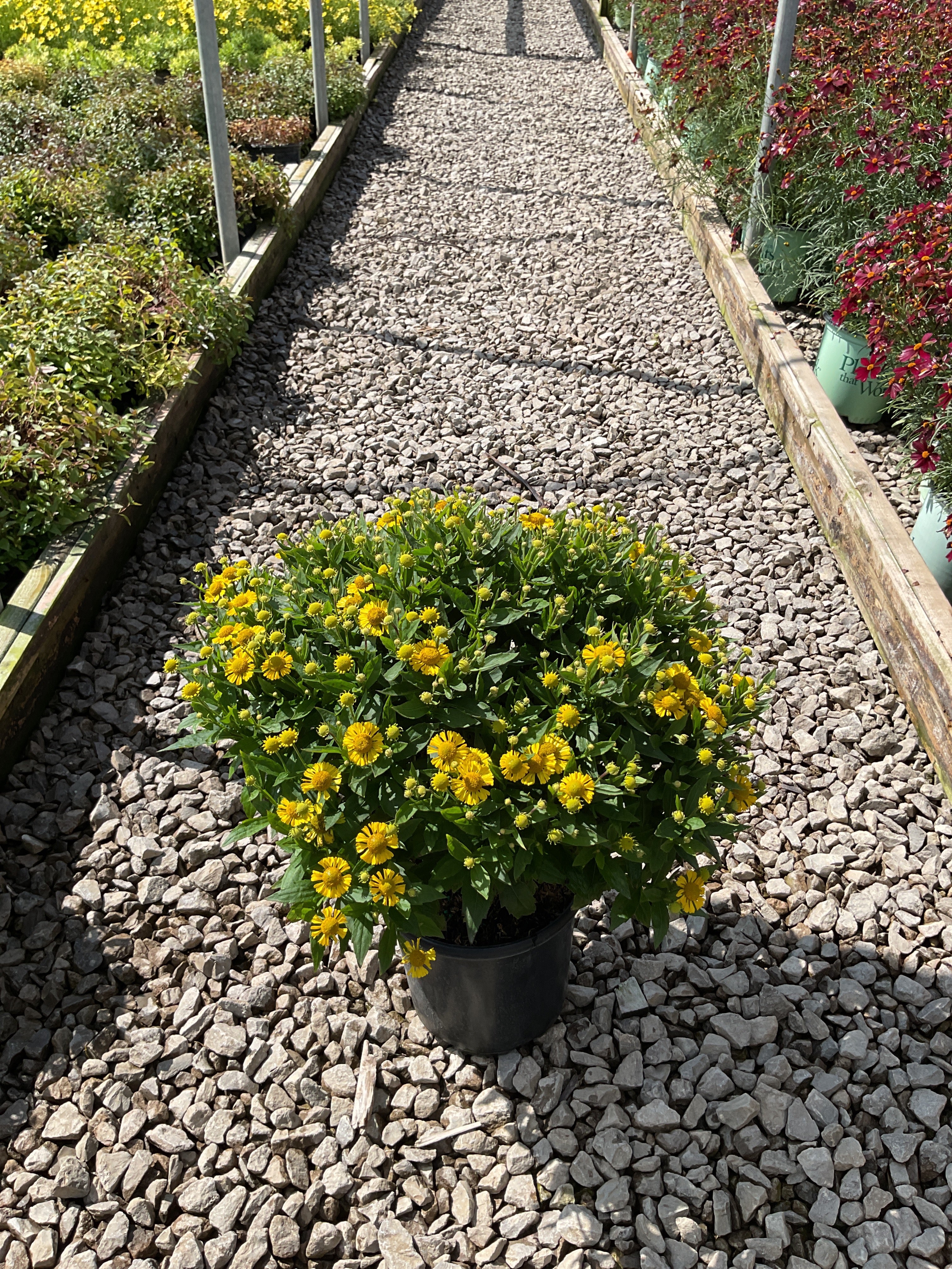 Helenium 'Mariachi Sombrero'