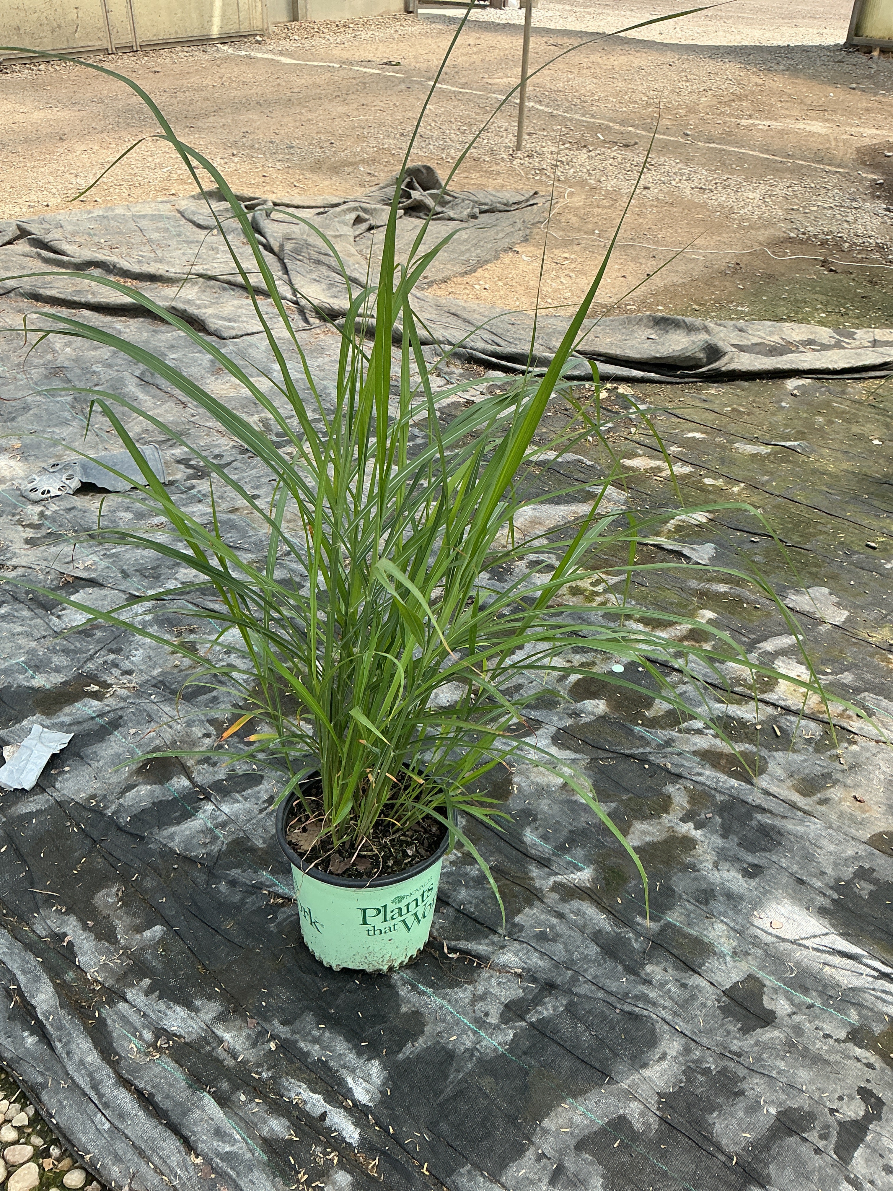 Miscanthus sinensis 'Lady in Red'