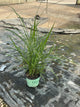 Miscanthus sinensis 'Lady in Red'