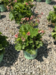 Geum pretticoats 'Peach'