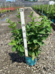 Rubus baby 'Cakes'