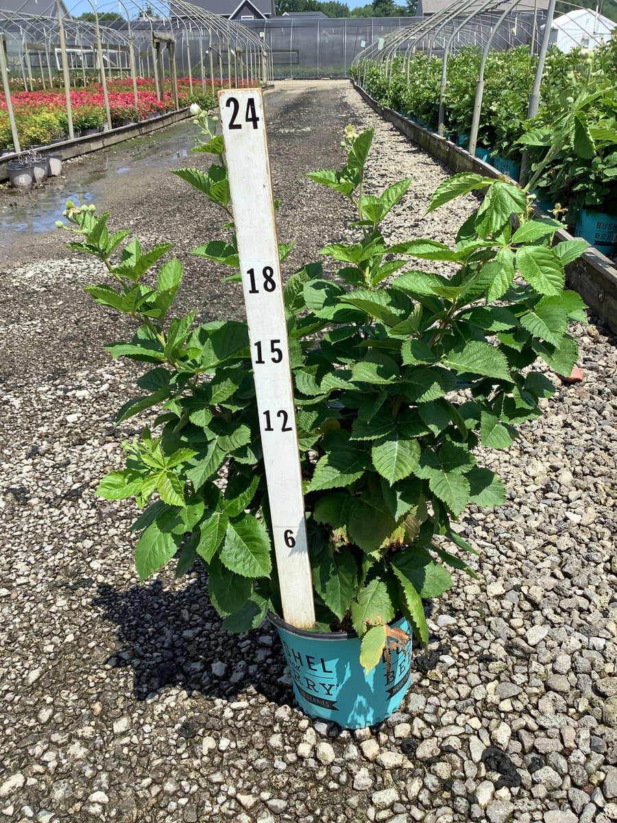 Rubus baby 'Cakes' â€” 19CM RAZ