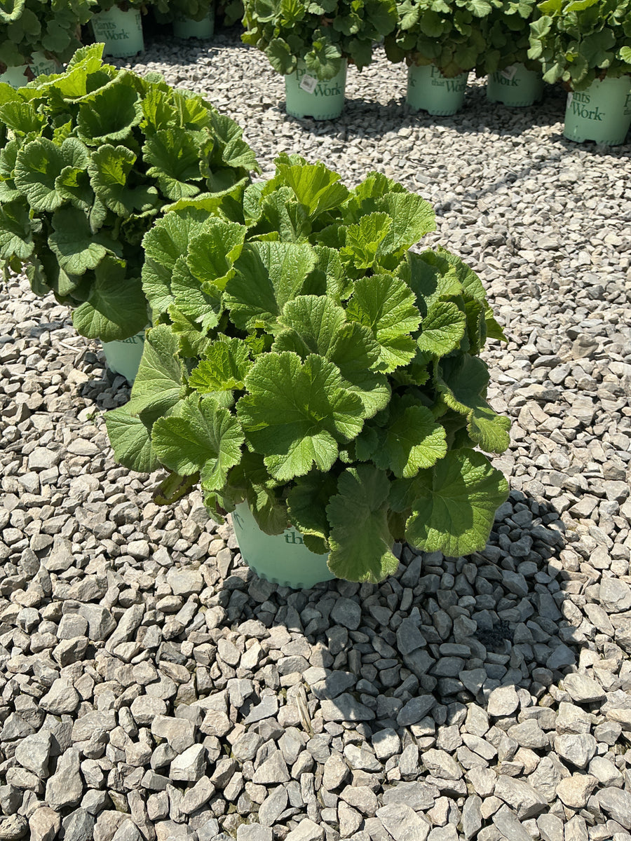 Geum tempo 'Orange' â€” G1 PTW