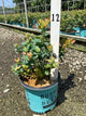 Vaccinium x 'Peach Sorbet'