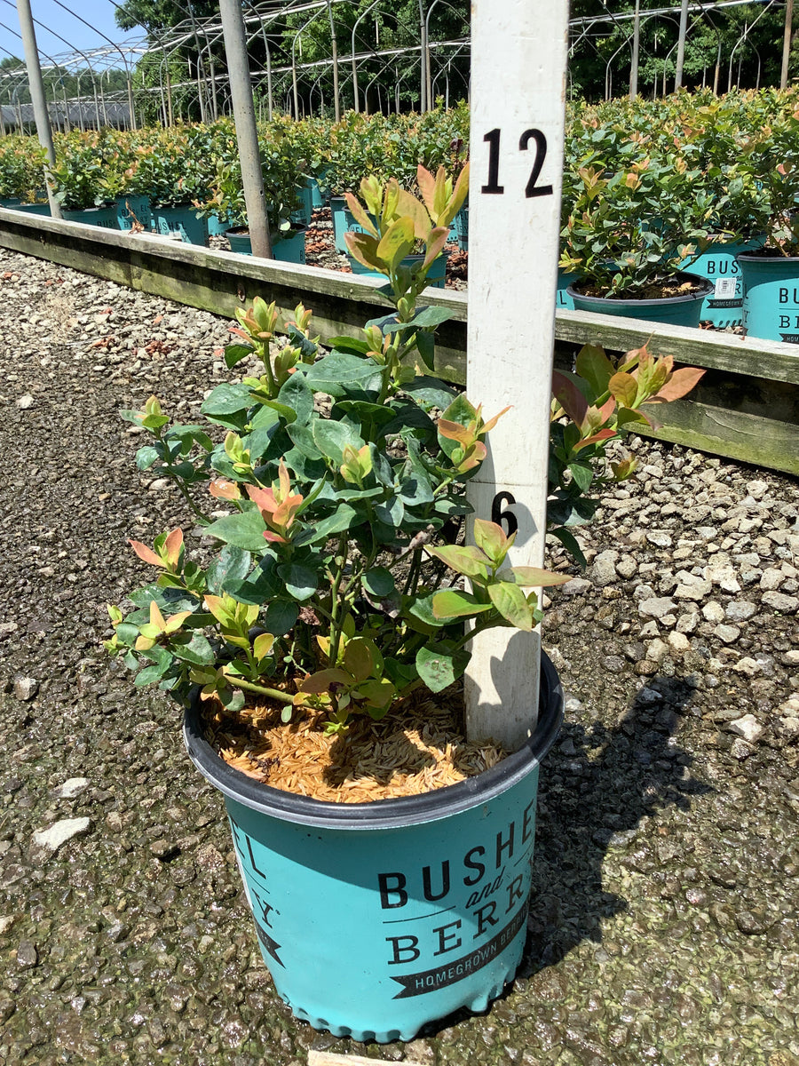 Vaccinium x 'Peach Sorbet' â€” 19CM RAZ