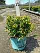 Vaccinium x 'Jelly Bean'