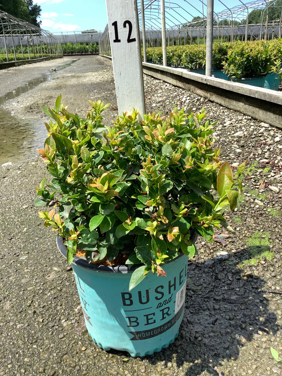 Vaccinium x 'Jelly Bean' â€” 19CM RAZ