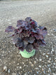 Heuchera midnight 'Midnight Rose'