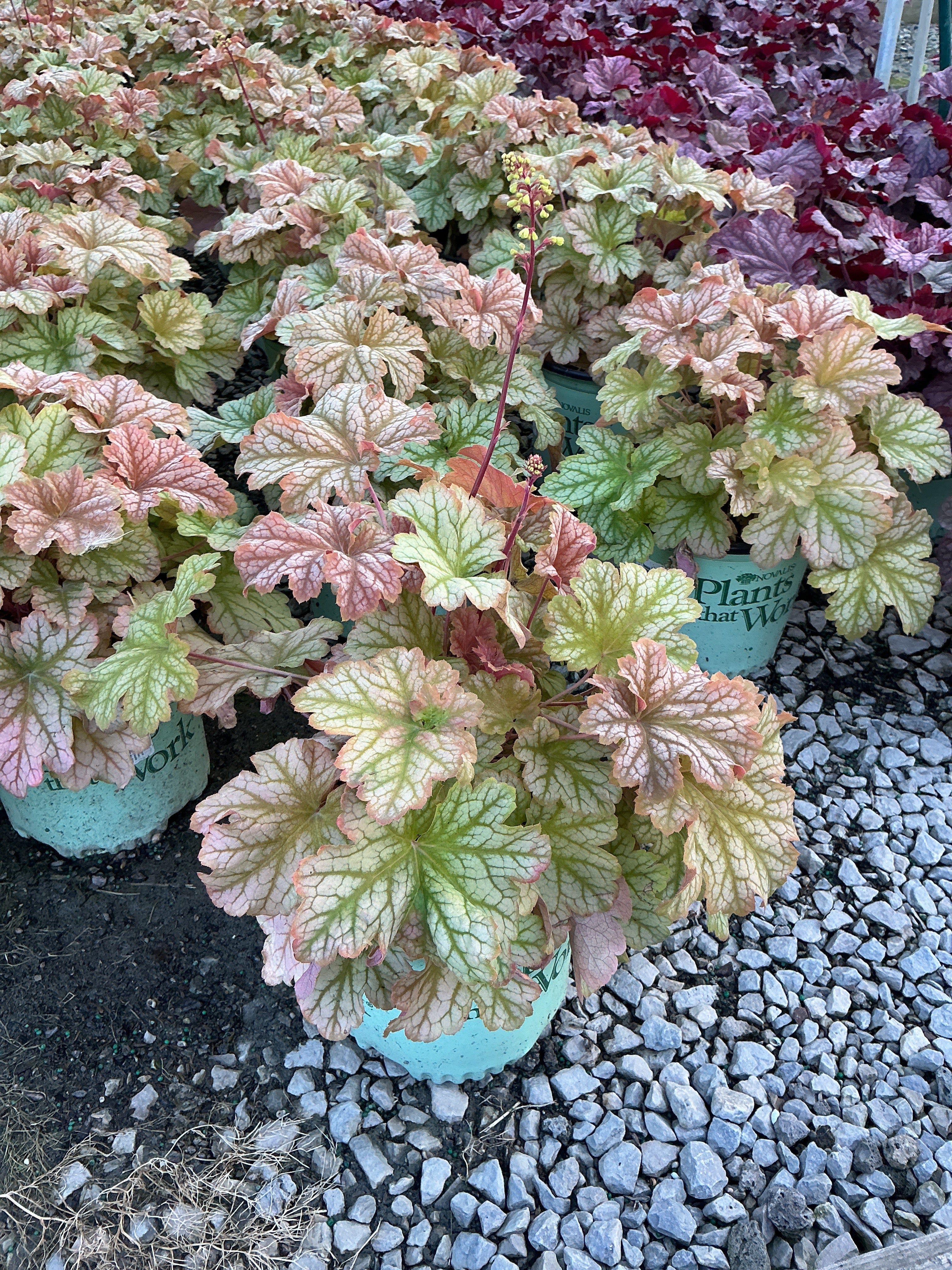 Heuchera topaz 'Jazz'
