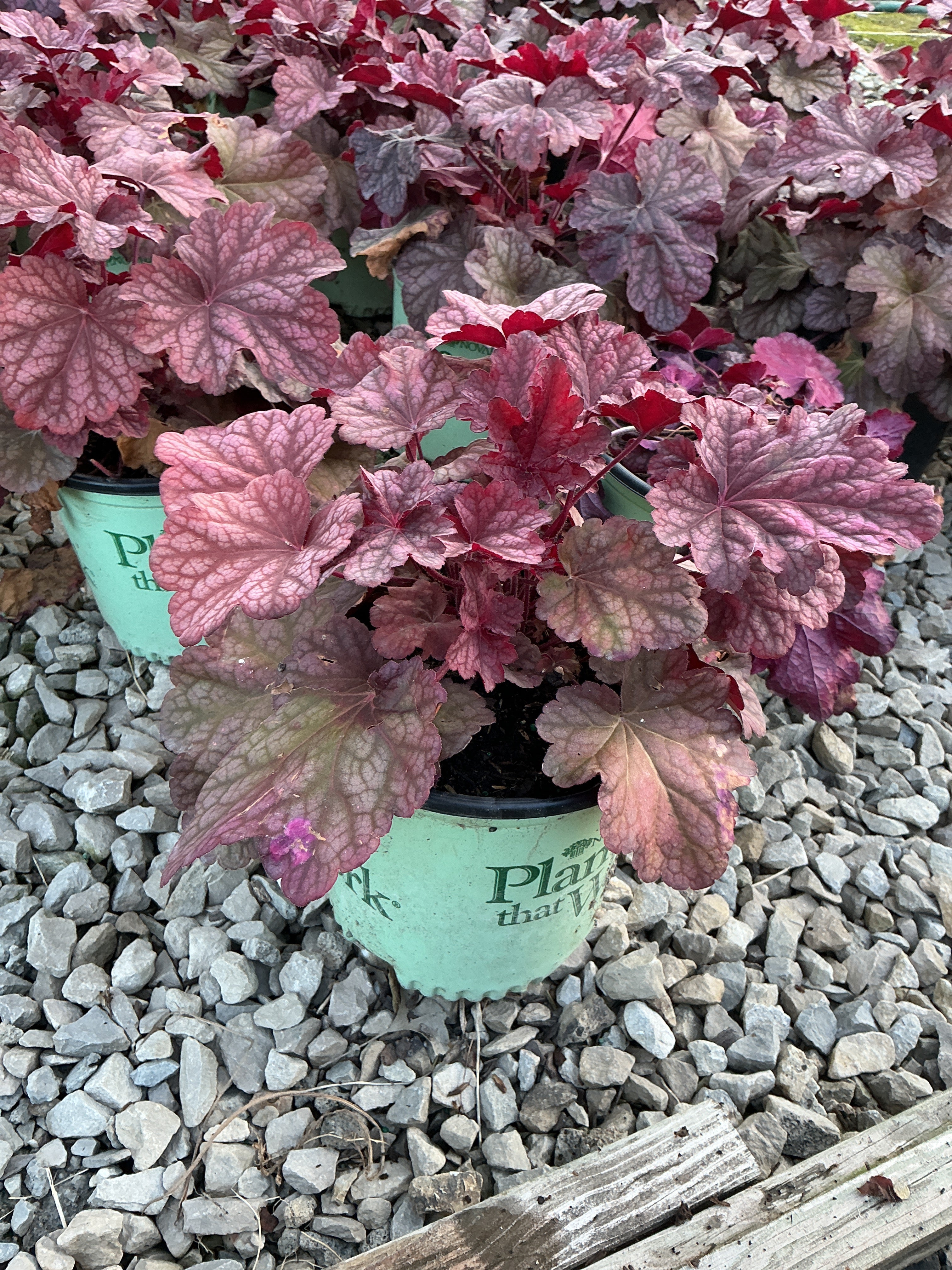 Heuchera 'Berry Berry Smoothie'