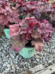 Heuchera 'Berry Berry Smoothie'