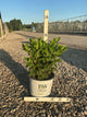 Hydrangea paniculata 'Bulk'