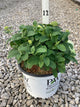 Hydrangea arborescens 'Abetwo'