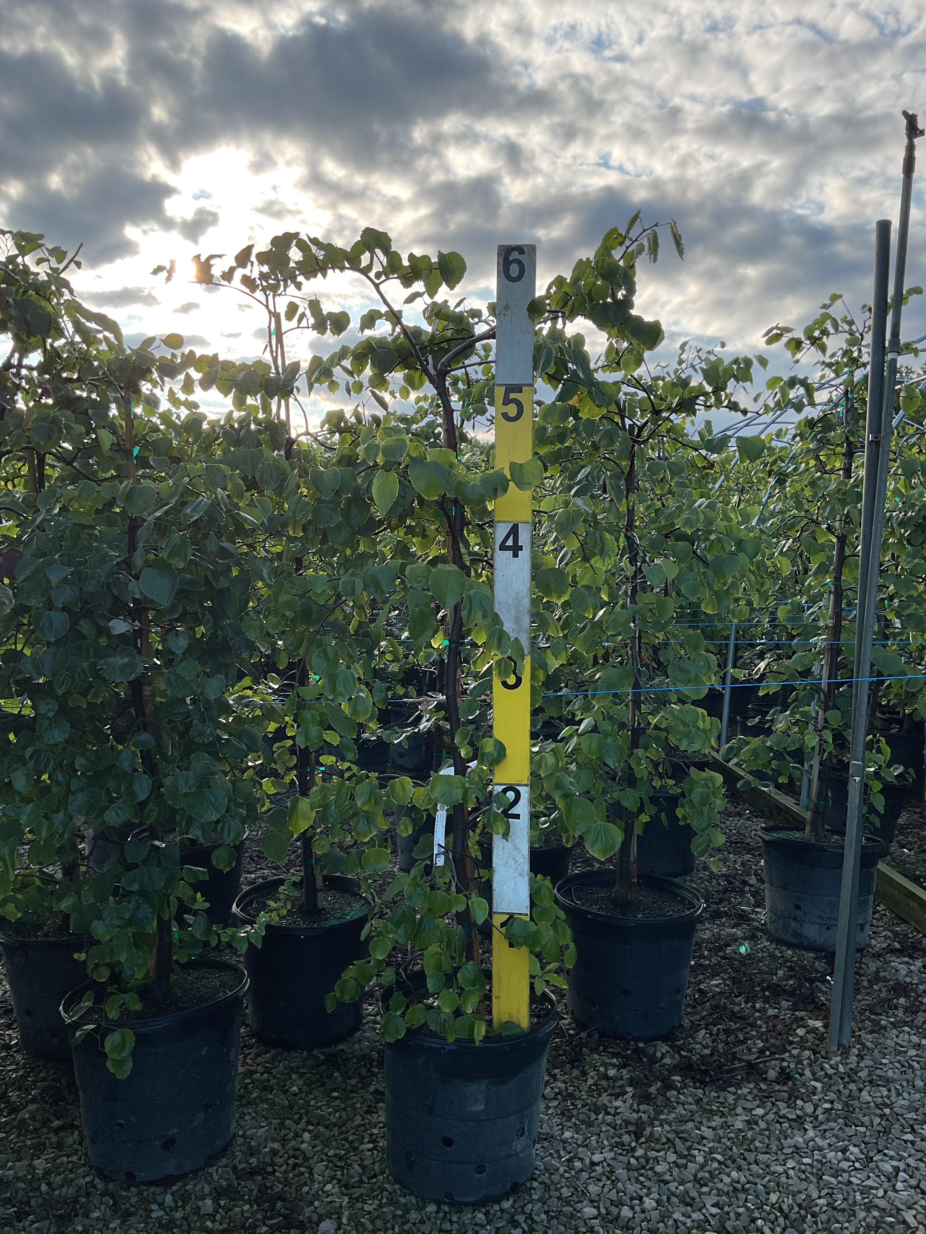 Cercis canadensis 'Pink Heartbreaker'
