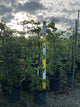 Cercis canadensis 'Pink Heartbreaker'