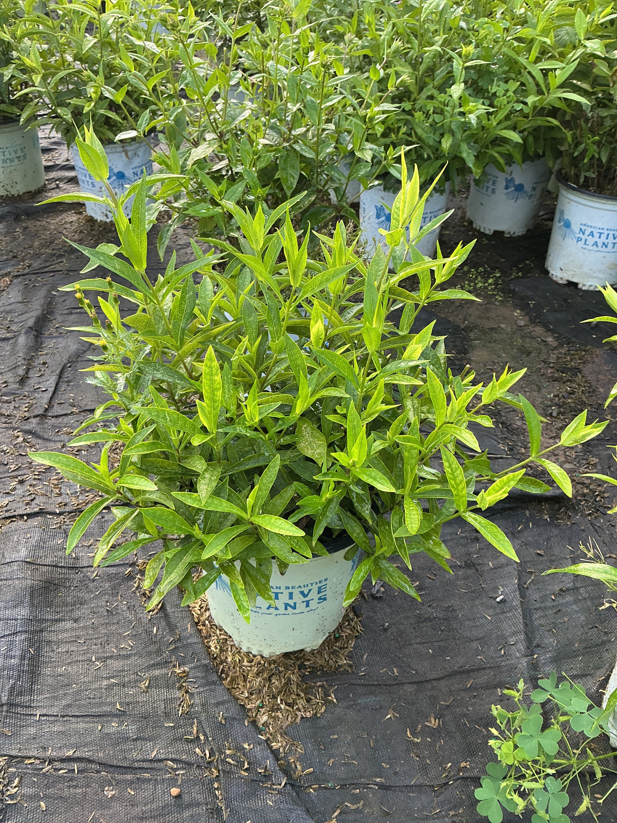 Phlox paniculata 'Jeana'