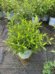 Phlox paniculata 'Jeana'