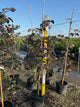 Cercis canadensis 'Ruby Falls'