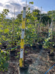 Cercis canadensis 'Covey'