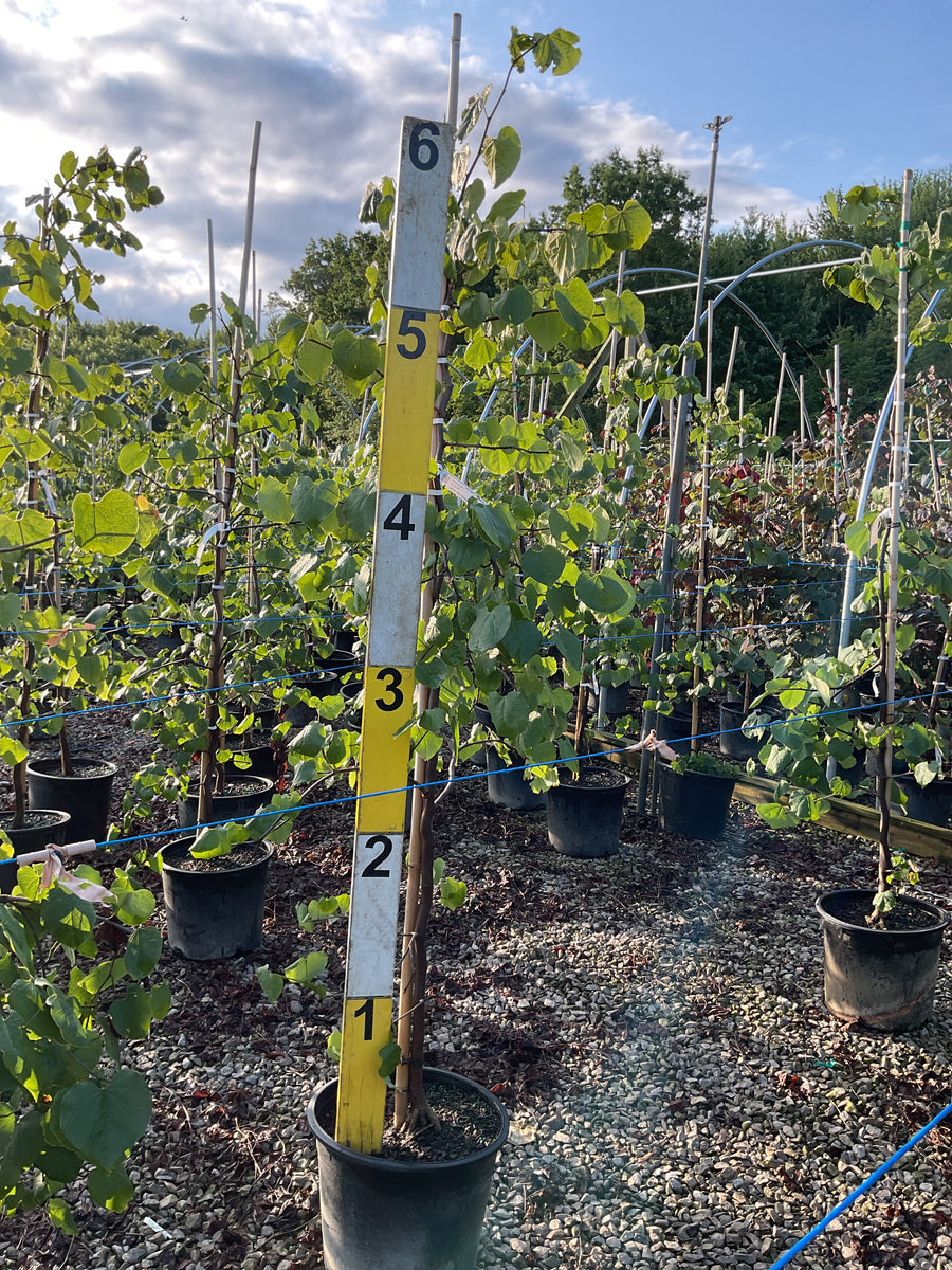 Cercis canadensis 'Covey' â€” G7 48