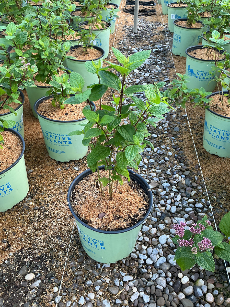 Eupatorium purpureum 'Little Joe' â€” G2 AB