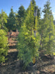 Taxodium distichum 'Shawnee Brave'