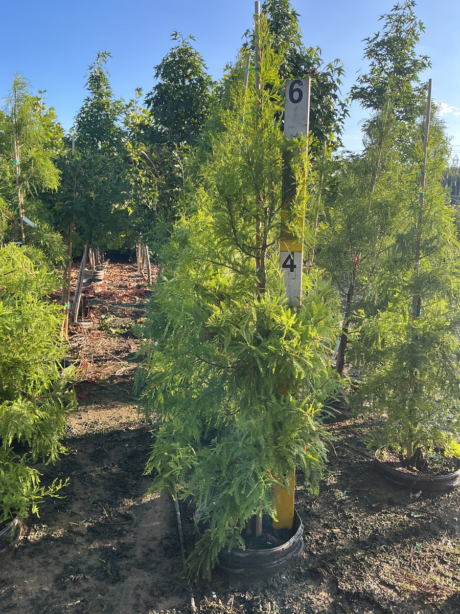 Taxodium distichum 'Shawnee Brave' â€” G15 72