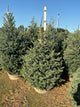 Picea glauca