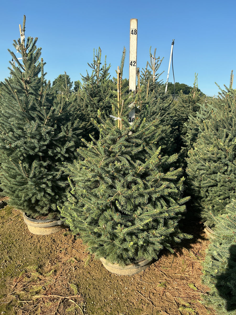 Picea glauca â€” G7 36