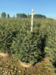 Picea abies