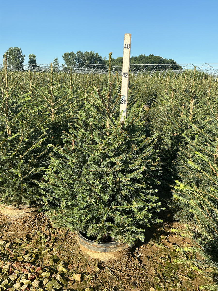 Picea abies â€” G7 42-48