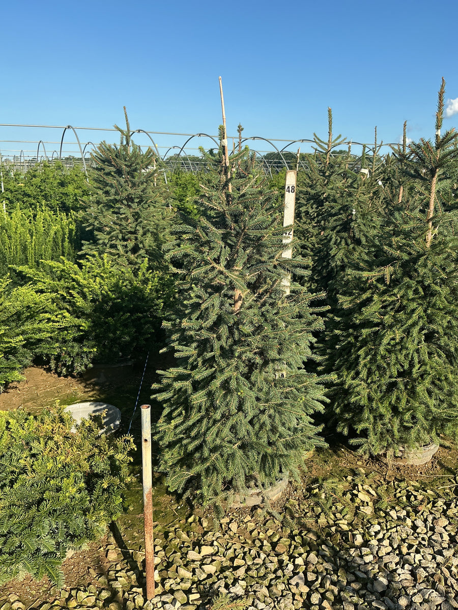 Picea abies â€” G7 48