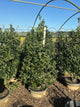 Ilex x meserveae 'Golden Girl'