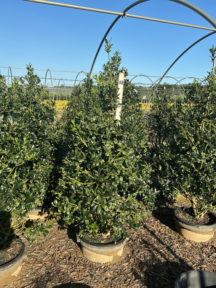 Ilex x meserveae 'Golden Girl' â€” G7 48