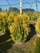 Thuja plicata '4Ever Goldy'