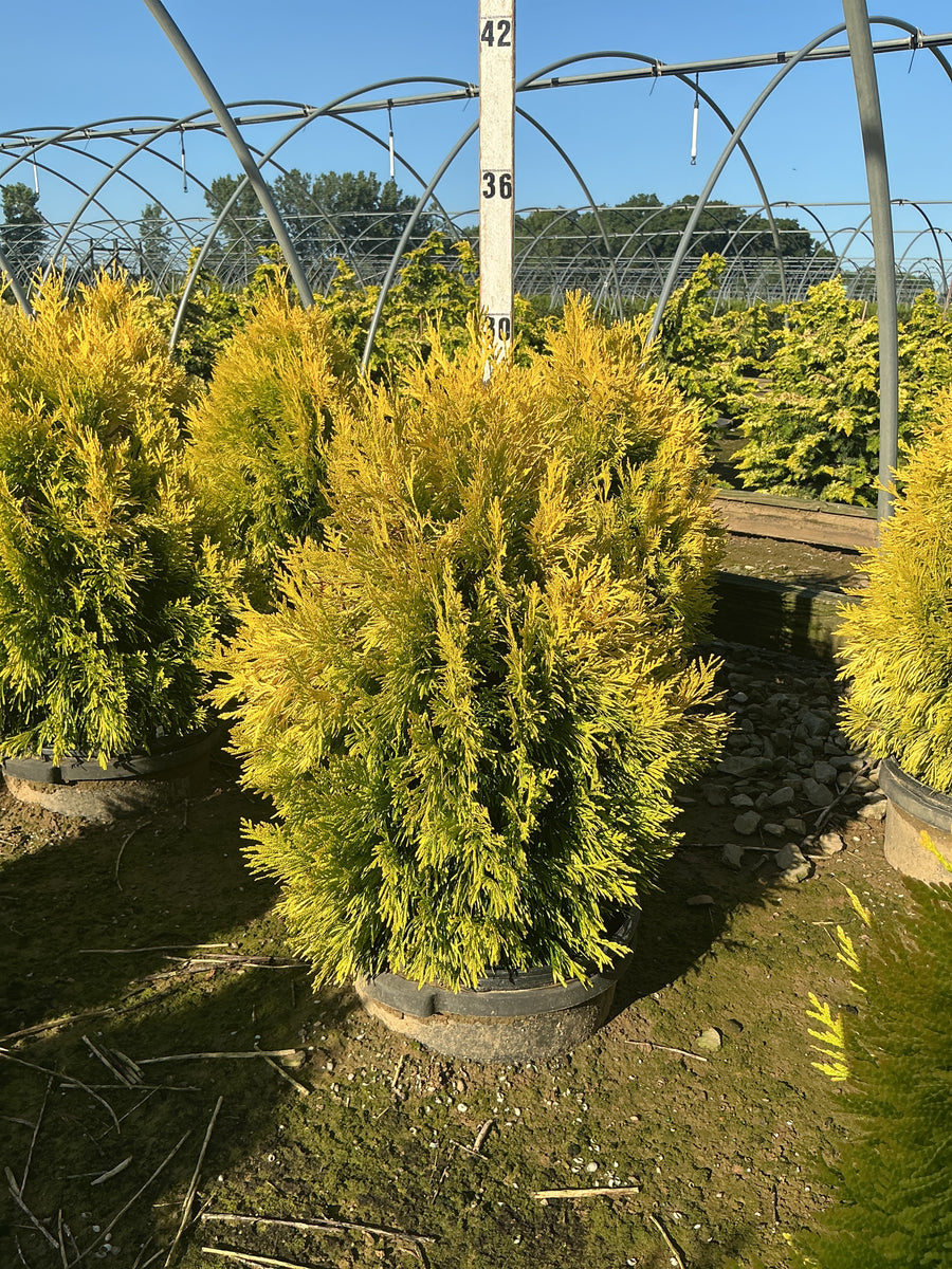 Thuja plicata '4Ever Goldy' â€” G7 24-30