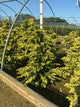 Chamaecyparis obtusa 'Fernspray Gold'