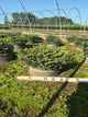 Picea abies 'Nidiformis'
