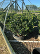 Ilex x meserveae 'Royal Family'