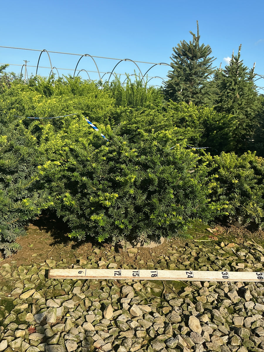 Taxus x media 'Wardii' â€” G7 18