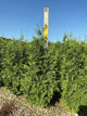 Thuja plicata 'Green Giant'