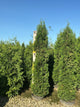 Thuja occidentalis 'Thin Man'