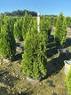 Thuja occidentalis 'Smaragd'